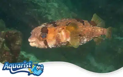 Long-Spined Pufferfish