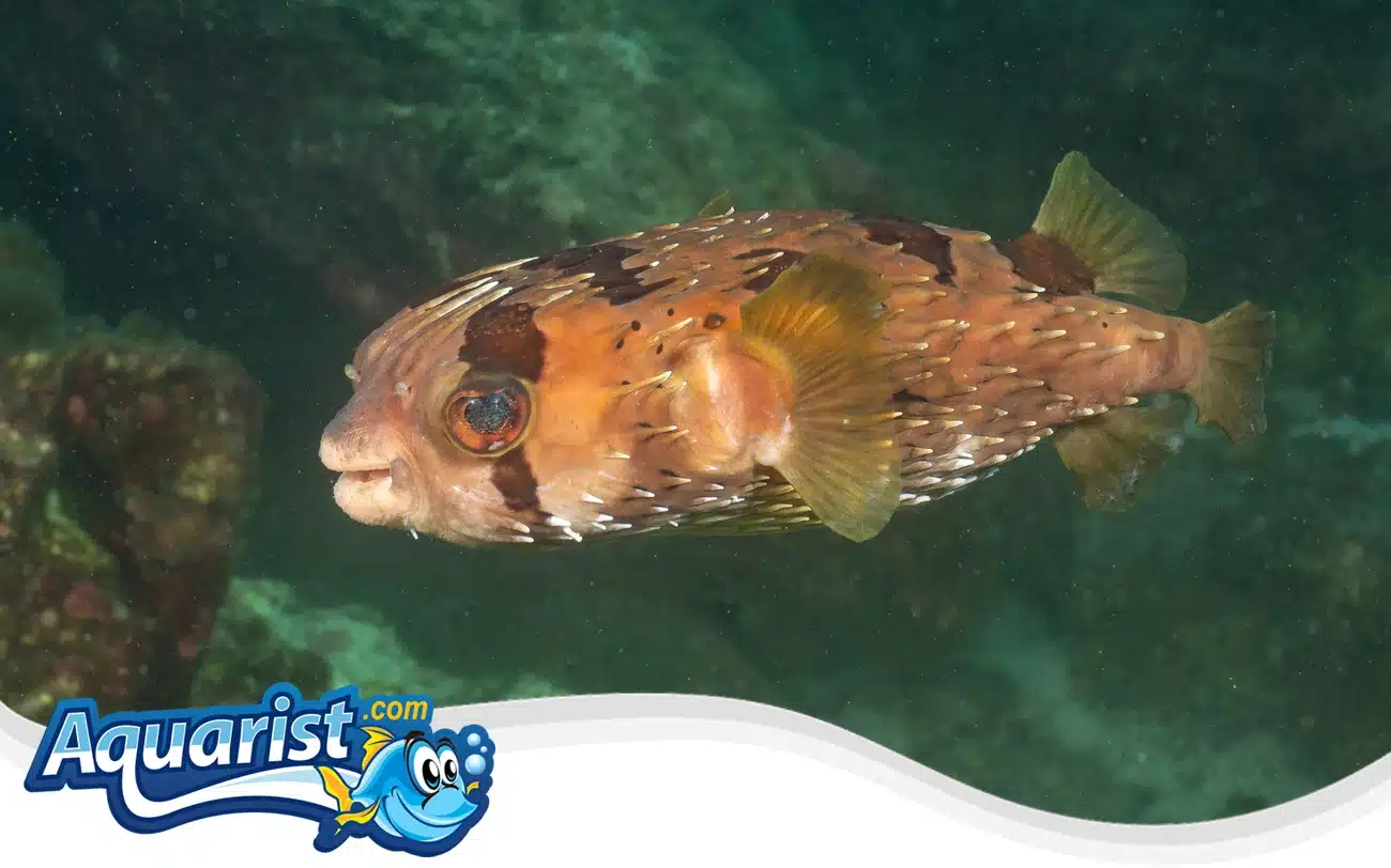 Long-Spined Pufferfish Long-Spined Pufferfish