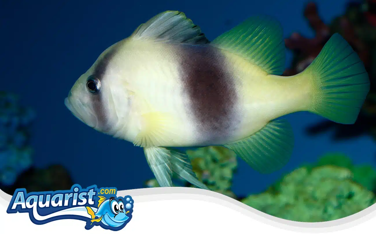 Barred Soapfish Barred Soapfish