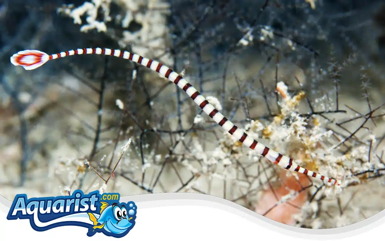 Banded Pipefish Banded Pipefish