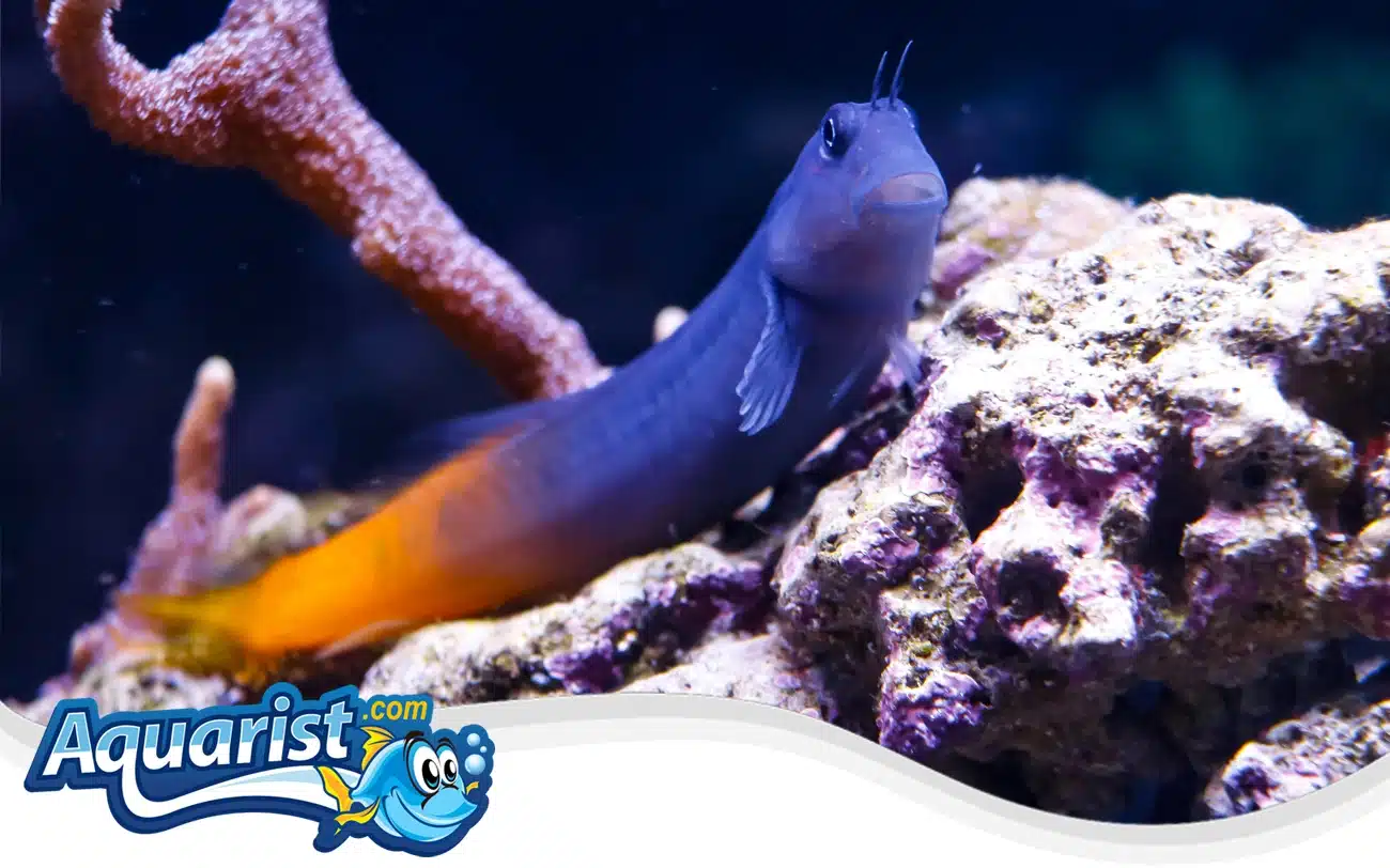 Bicolor Blenny Bicolor Blenny