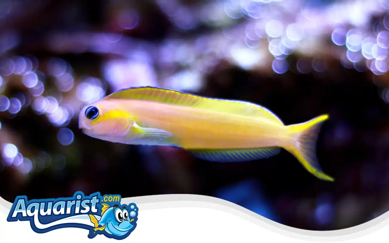 Midas Blenny Midas Blenny