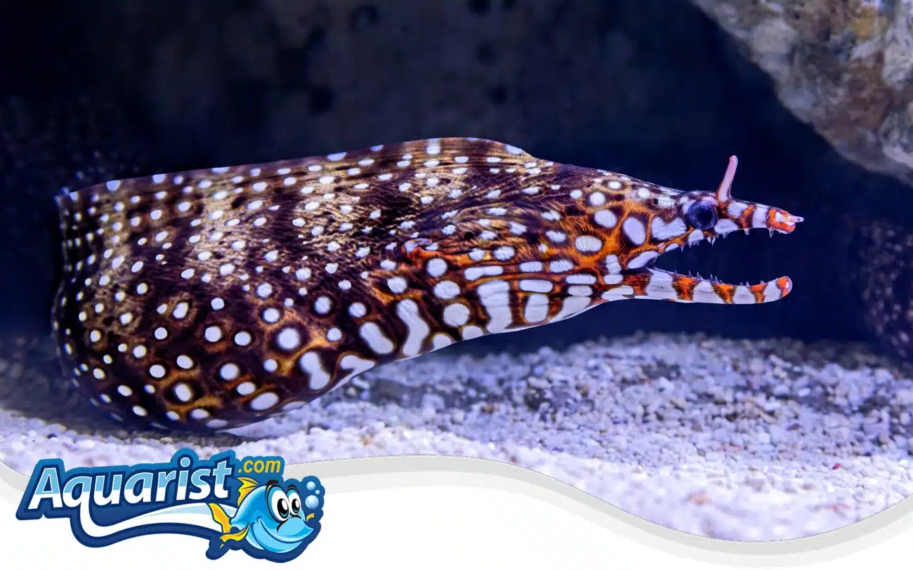 Dragon Moray Eel Dragon Moray Eel