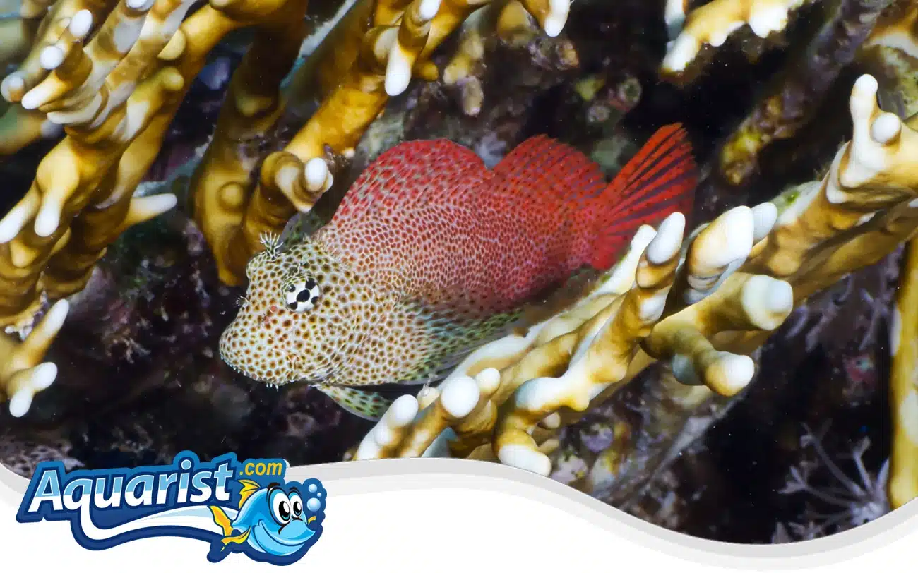 Leopard Blenny Leopard Blenny