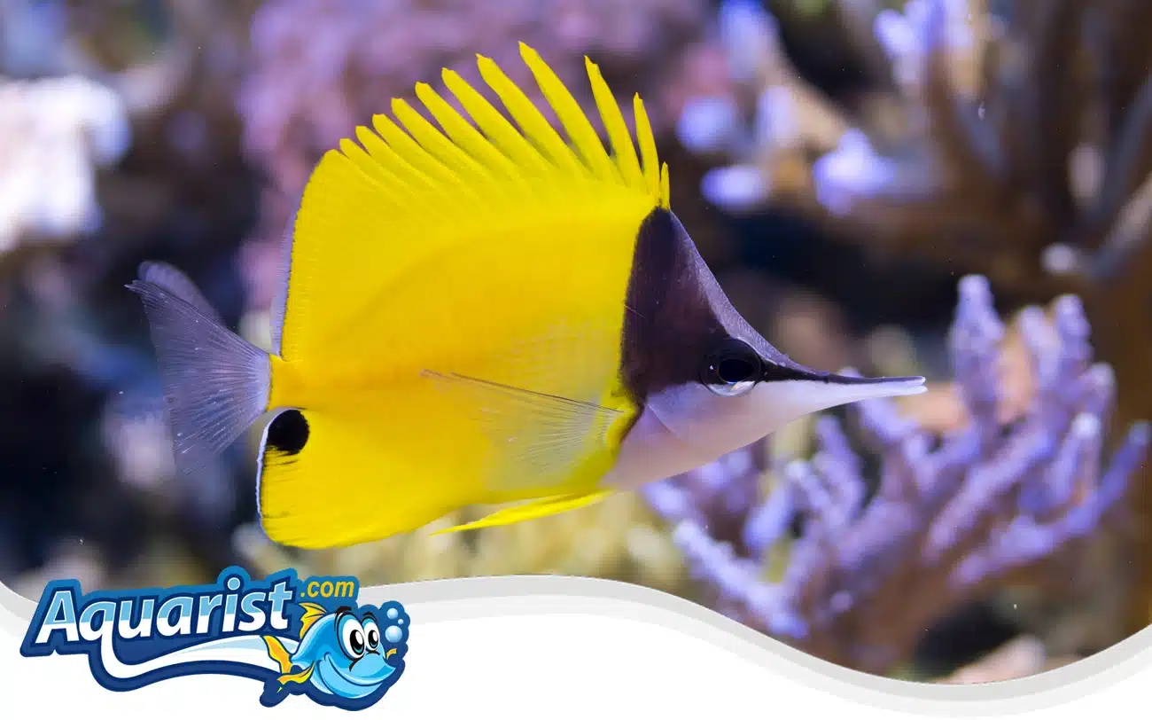 Yellow Longnose Butterflyfish Yellow Longnose Butterflyfish