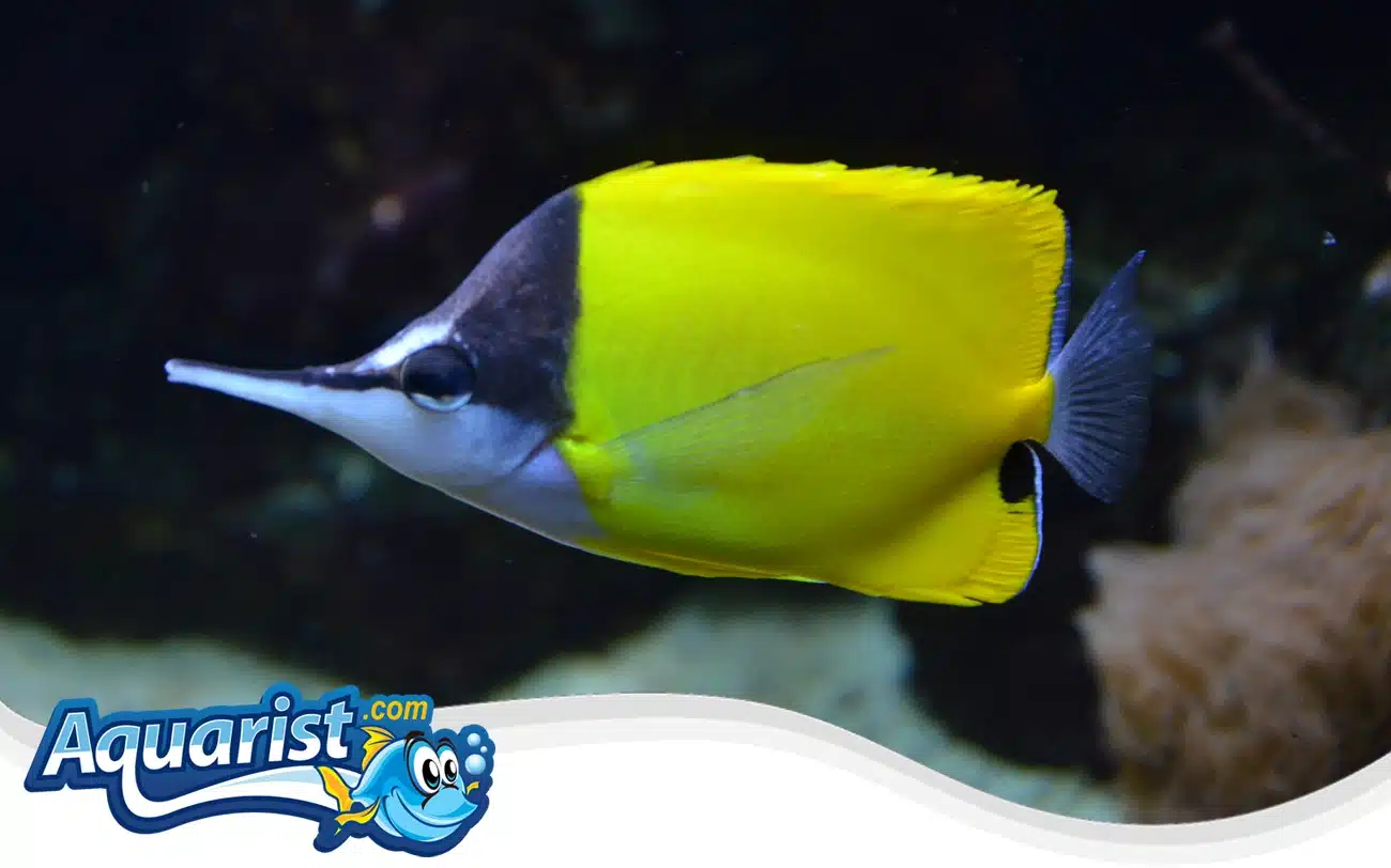 Big Longnose Butterflyfish Big Longnose Butterflyfish