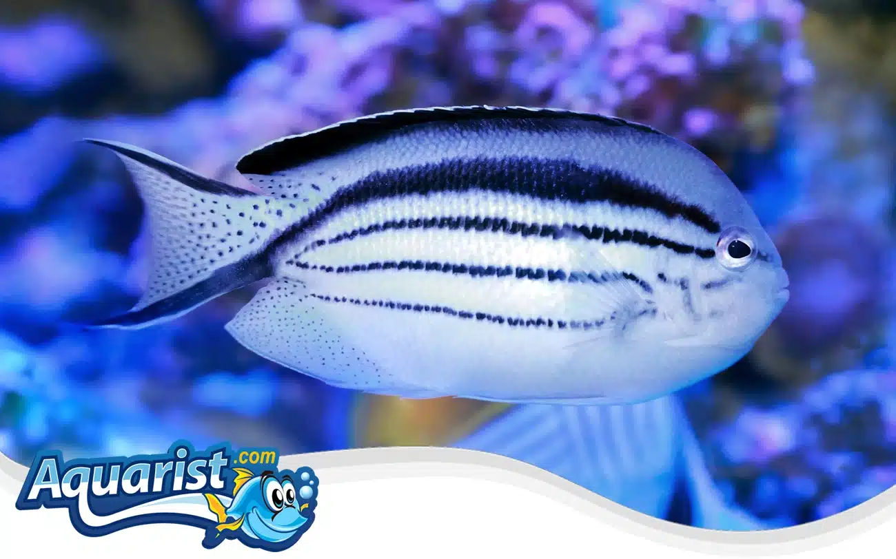 Lamarck’s Angelfish Lamarck's Angelfish