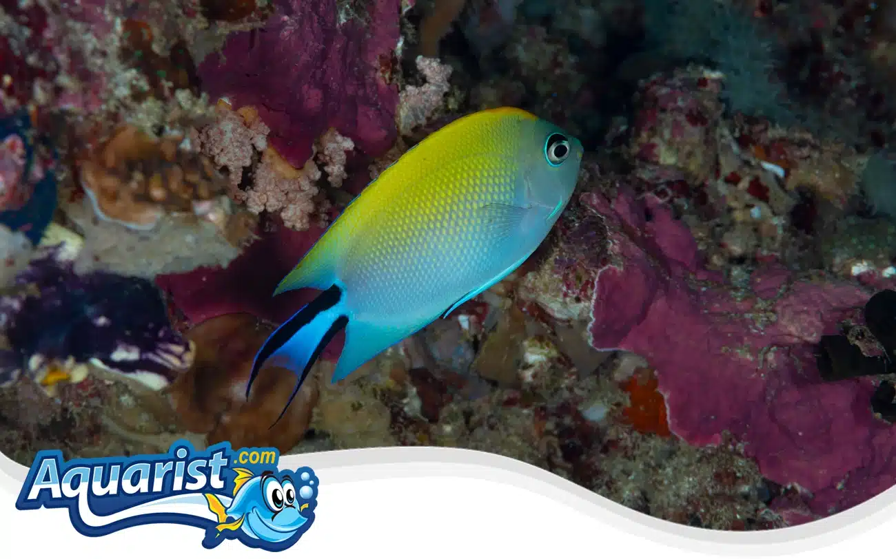 Swallowtail Angelfish Swallowtail Angelfish