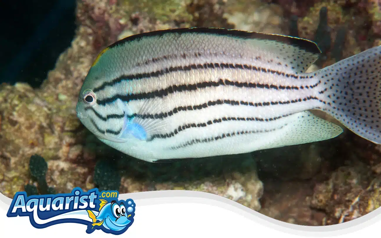 Watanabe’s Angelfish Watanabe's Angelfish