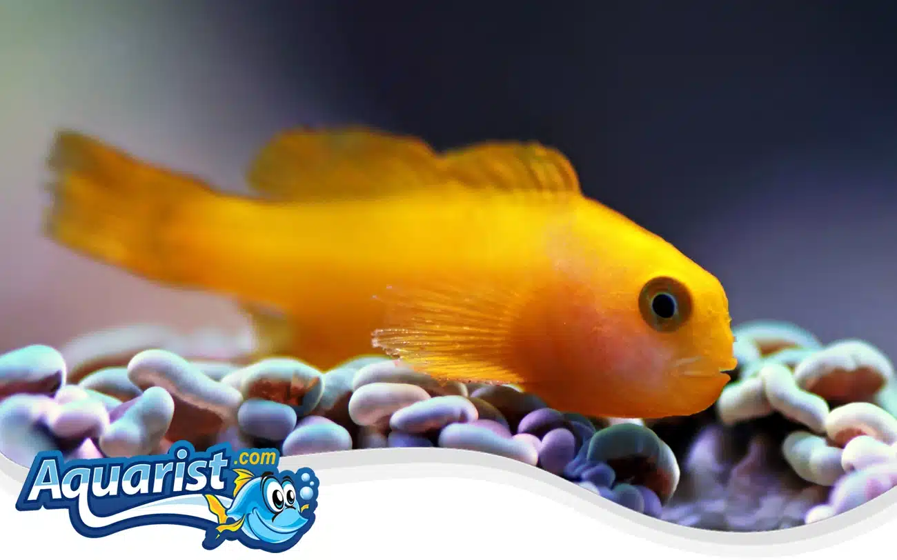 Yellow Clown Goby Yellow Clown Goby