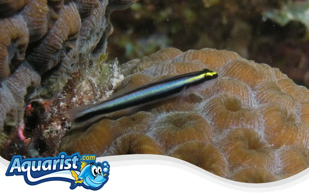 Sharknose Goby Sharknose Goby