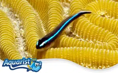 Neon Goby