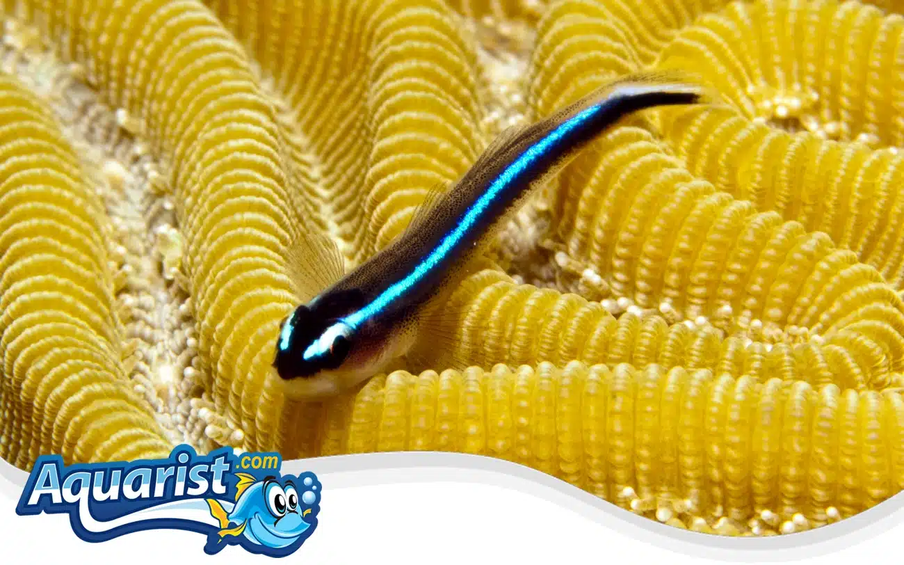 Neon Goby Neon Goby