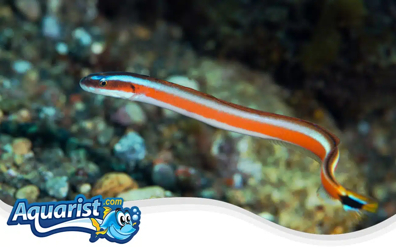 Curious Wormfish Curious Wormfish