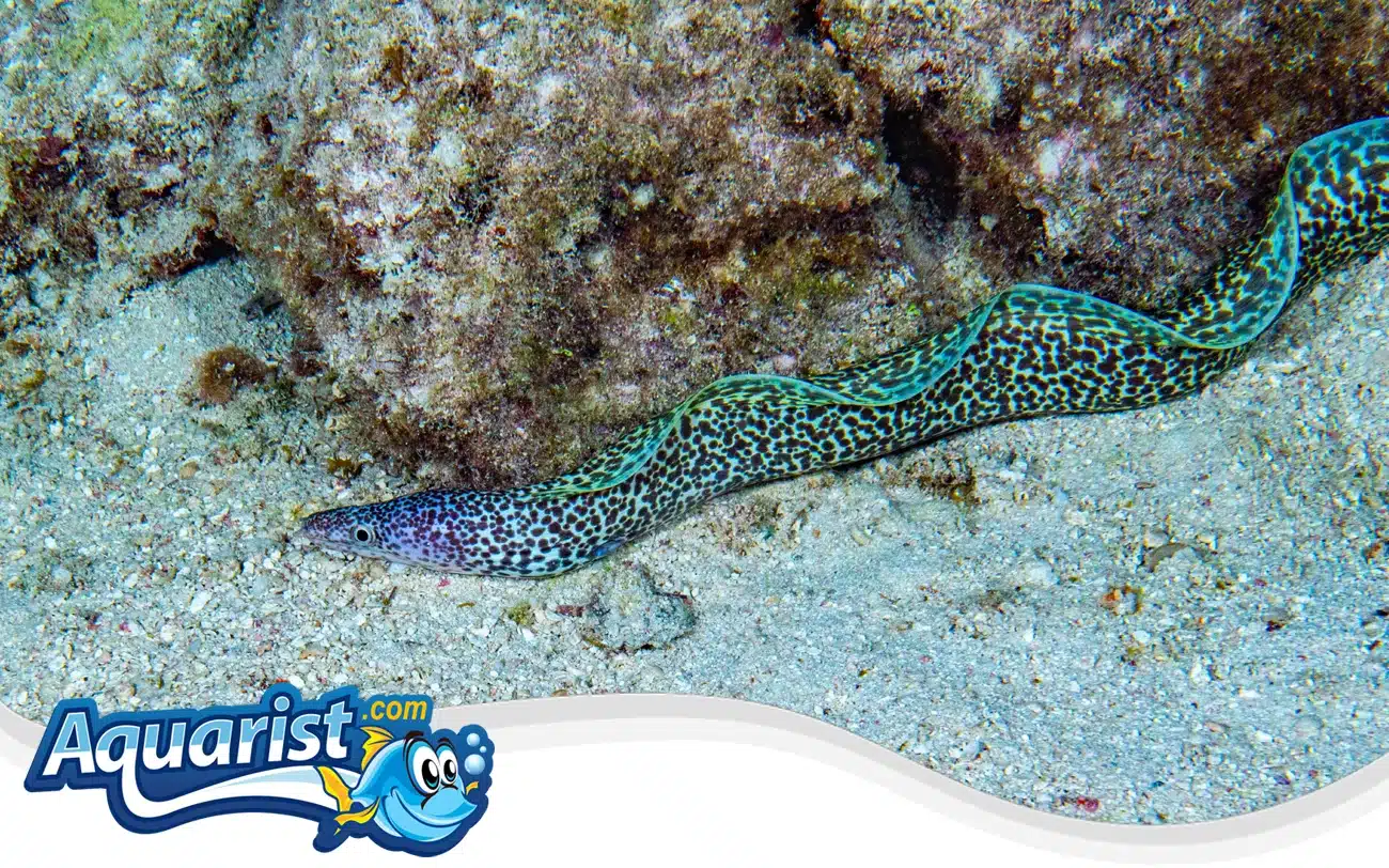 Spotted Moray Eel Spotted Moray Eel