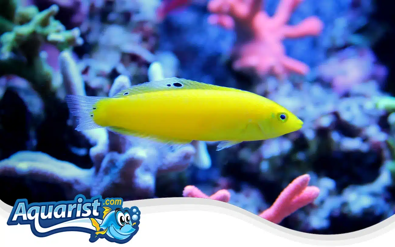 Yellow Coris Wrasse Yellow Coris Wrasse