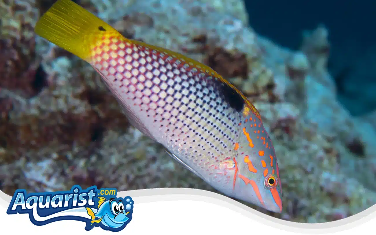 Checkerboard Wrasse Checkerboard Wrasse