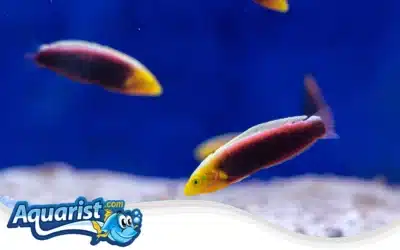 Radiant Wrasse