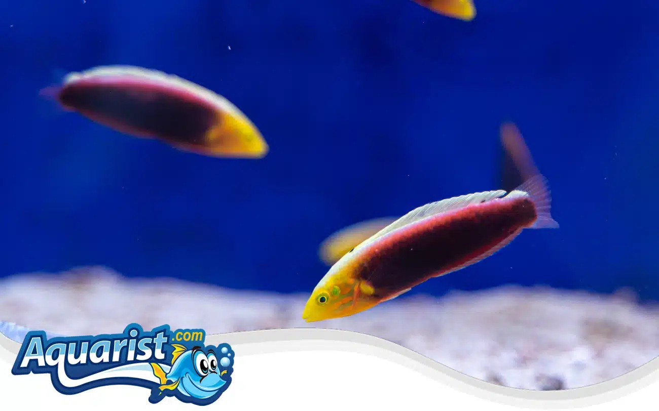 Radiant Wrasse Radiant Wrasse