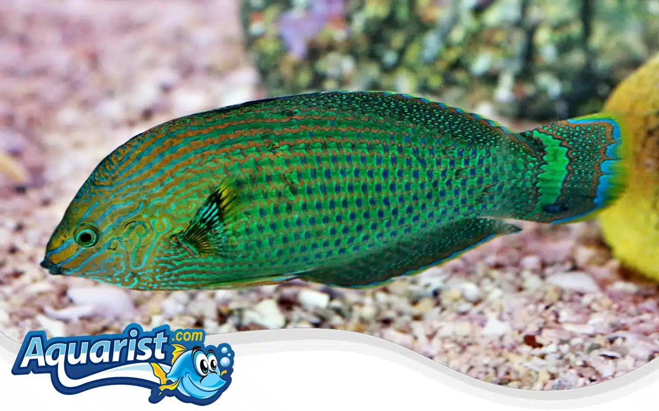 Dusky Wrasse Dusky Wrasse