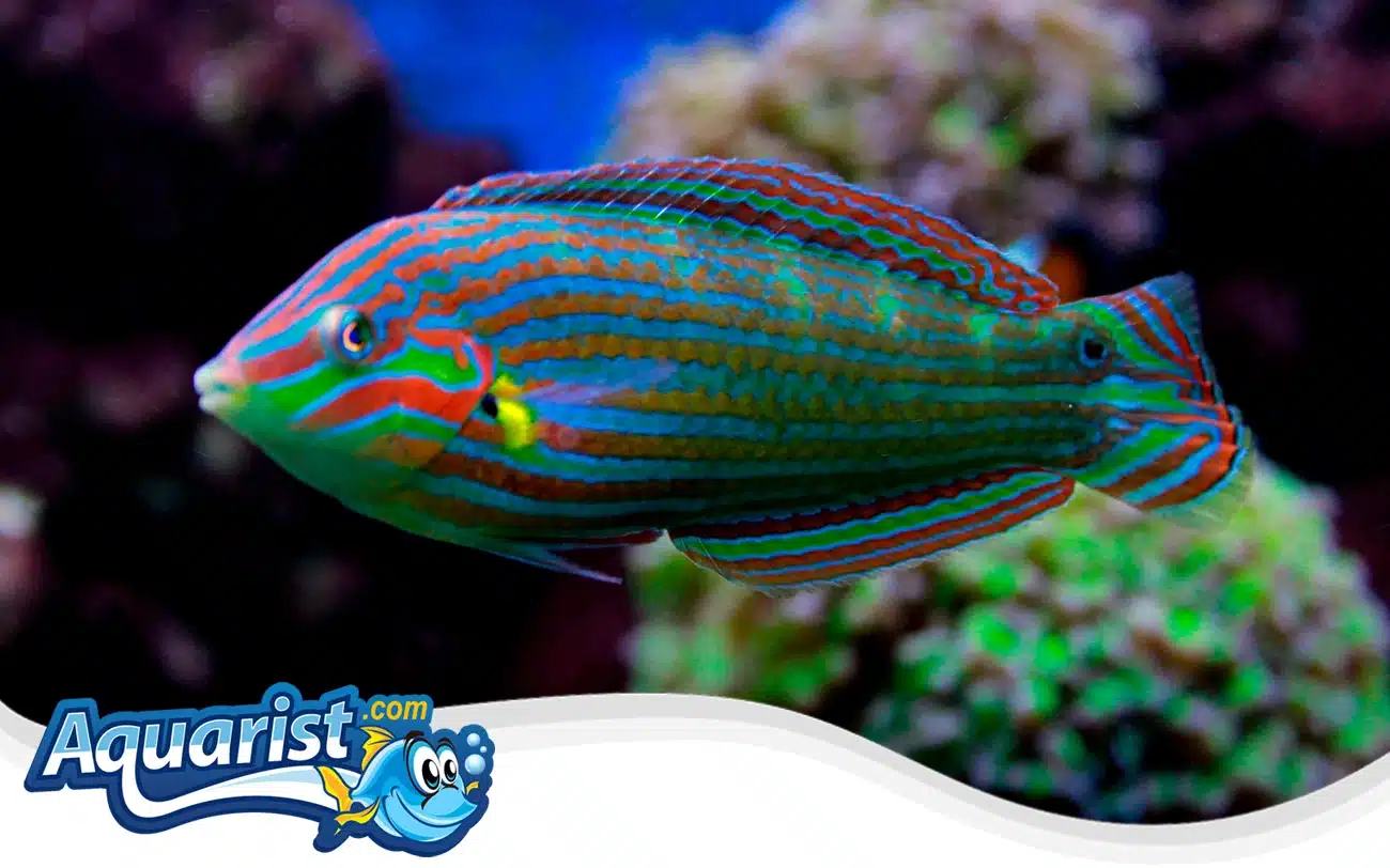 Tail-spot wrasse Tail-spot wrasse