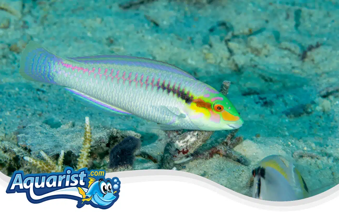 Zigzag Wrasse Zigzag Wrasse