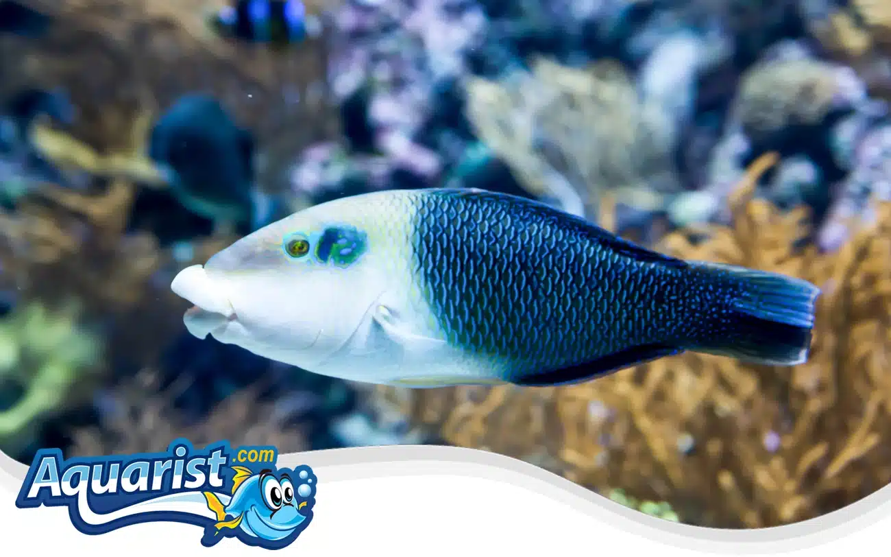 Blackeye Thicklip Wrasse Blackeye Thicklip Wrasse