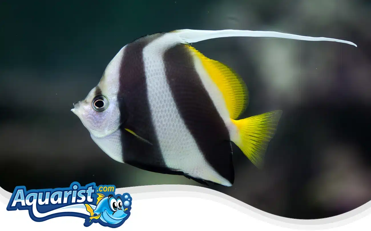Longfin Bannerfish Longfin Bannerfish