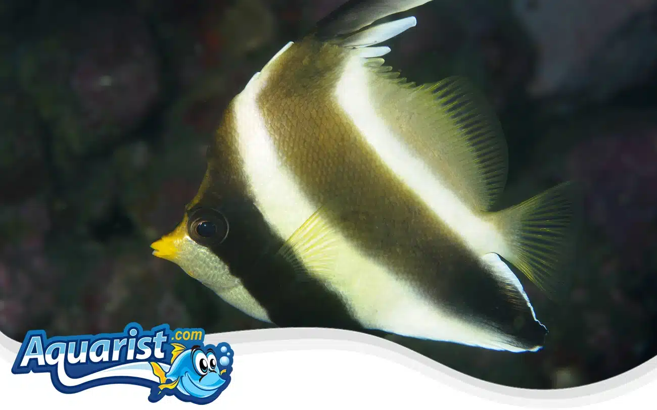 Pennant Bannerfish Pennant Bannerfish