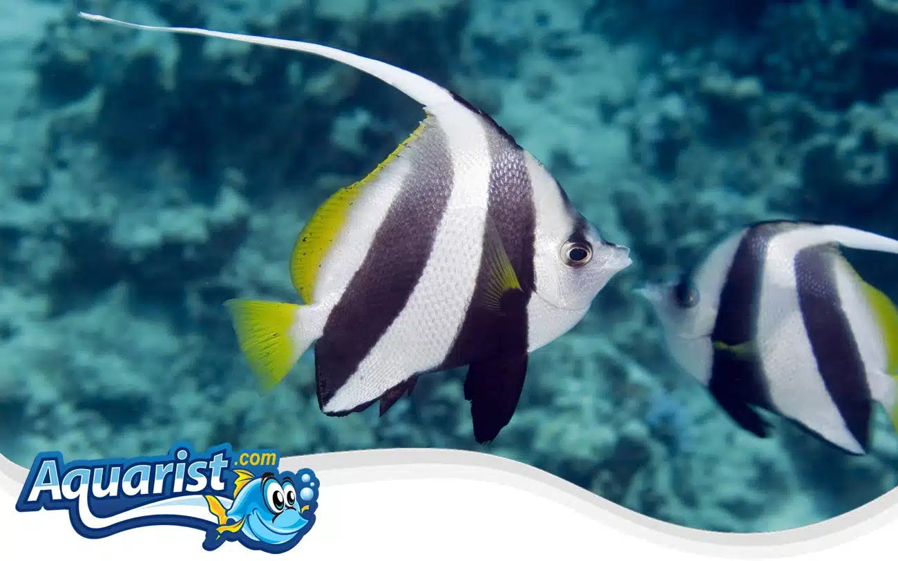 Schooling Bannerfish Schooling Bannerfish