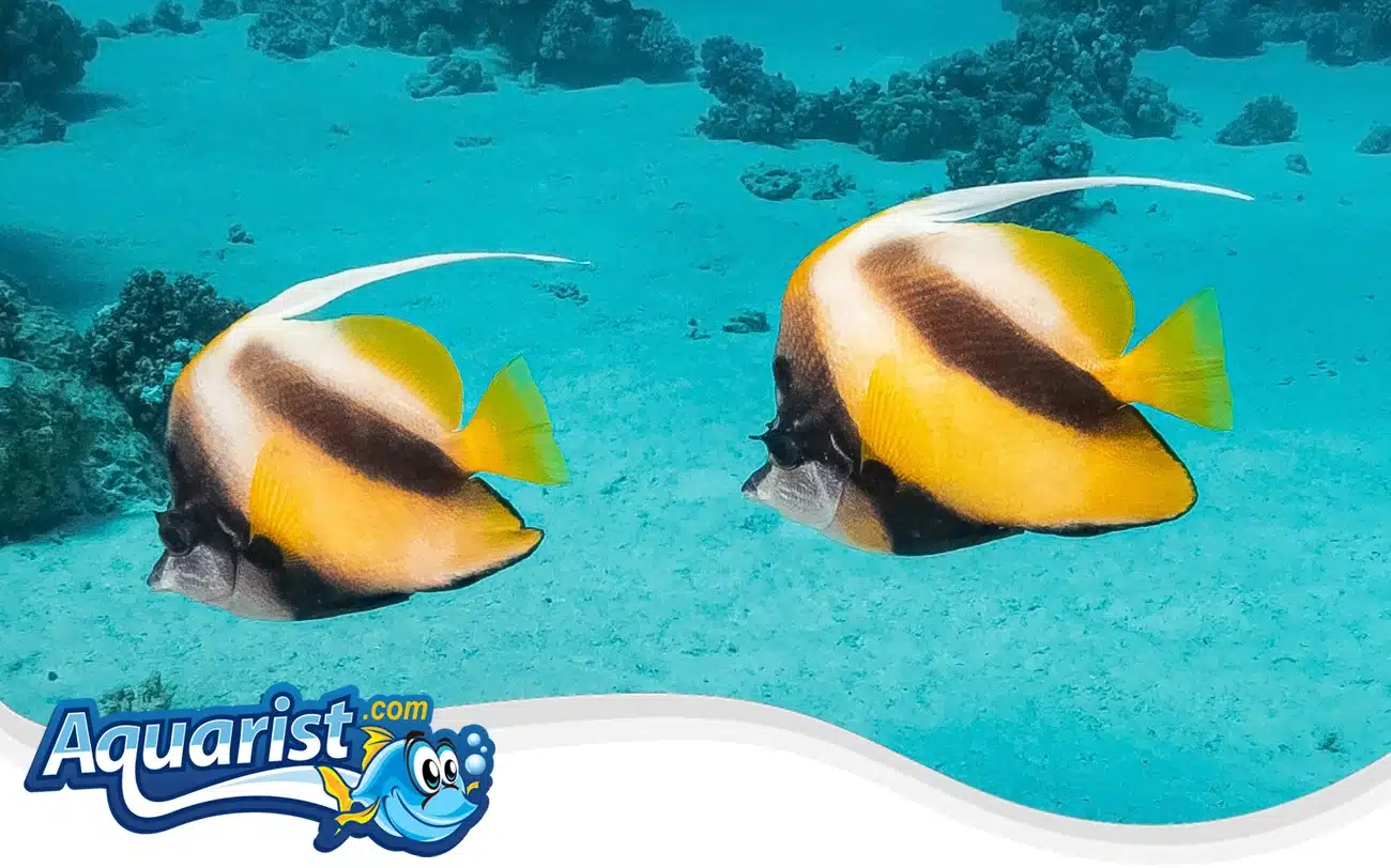 Red Sea bannerfish Red Sea bannerfish