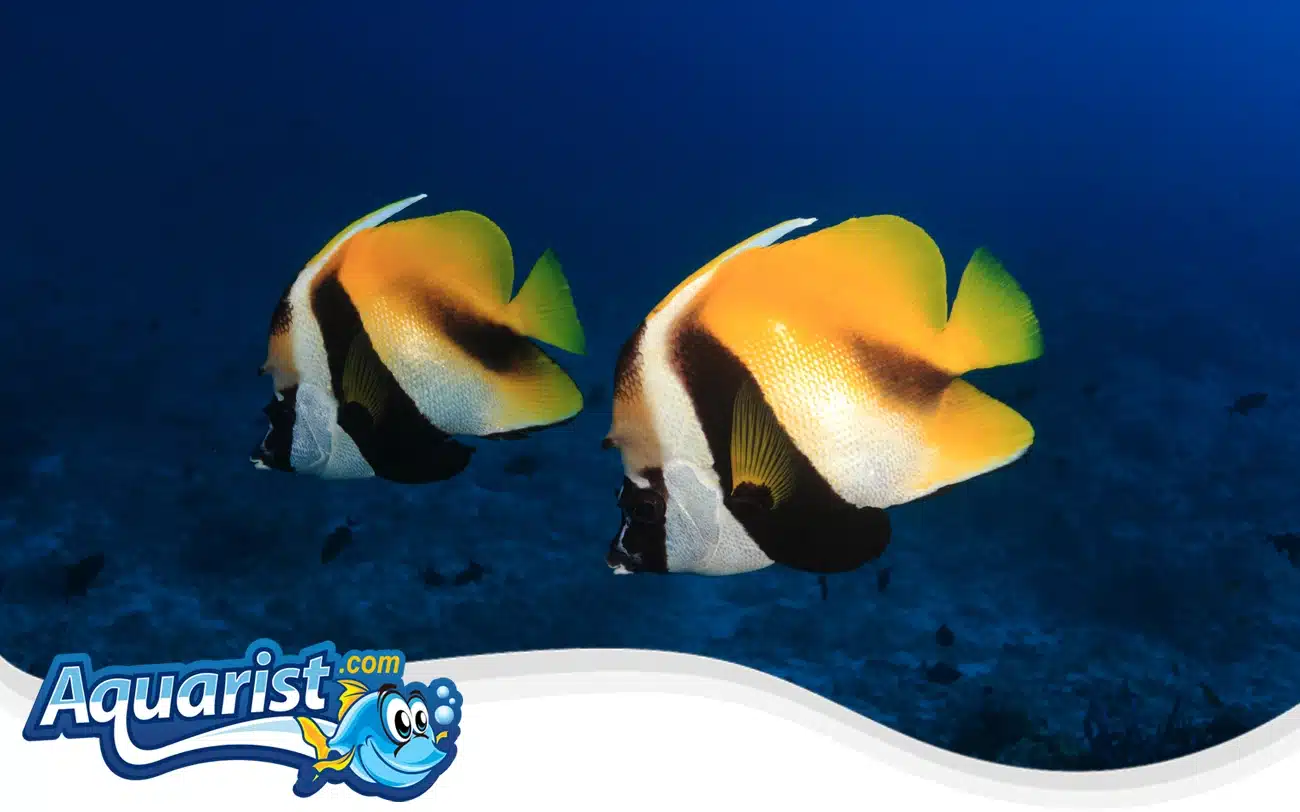 Masked Bannerfish Masked Bannerfish