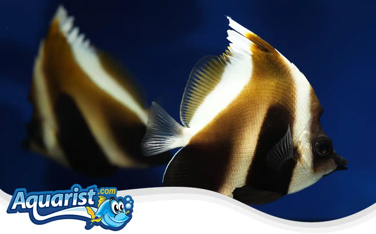 Phantom Bannerfish Phantom Bannerfish