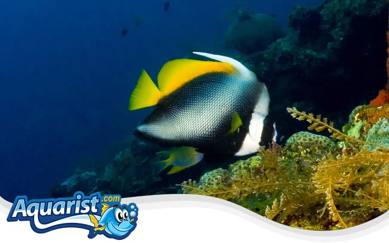 Singular Bannerfish Singular Bannerfish