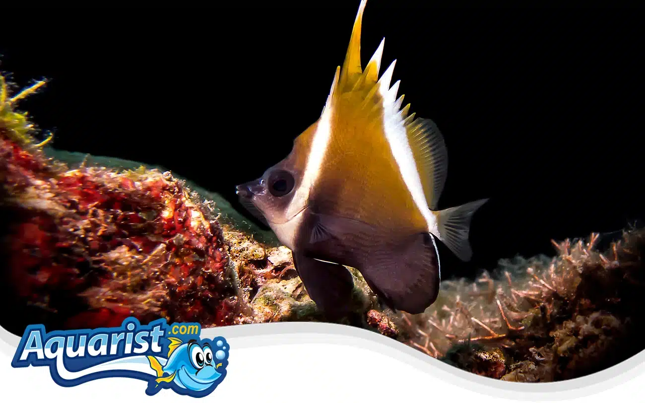 Horned Bannerfish Horned Bannerfish