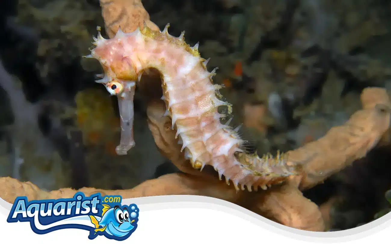 Spiny Seahorse Spiny Seahorse
