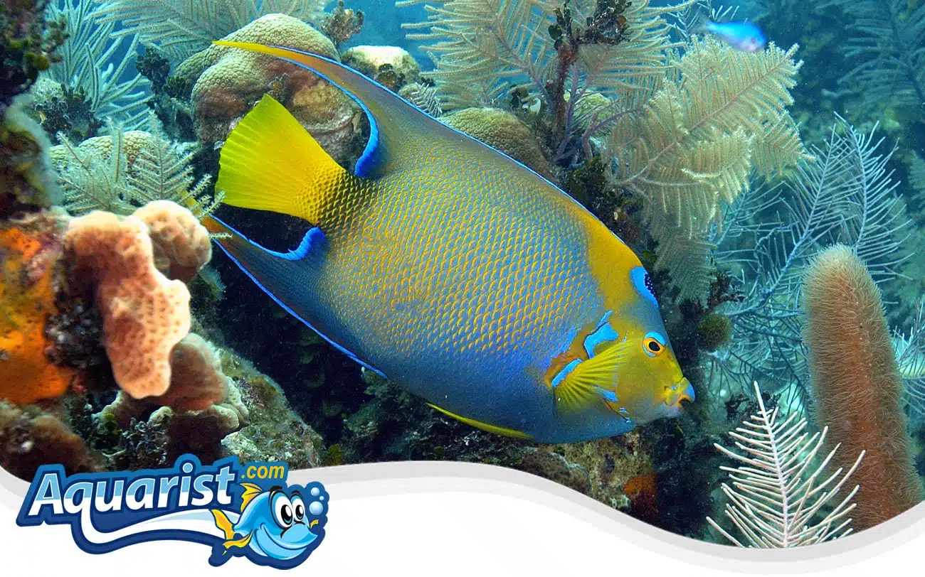 Queen Angelfish Queen Angelfish