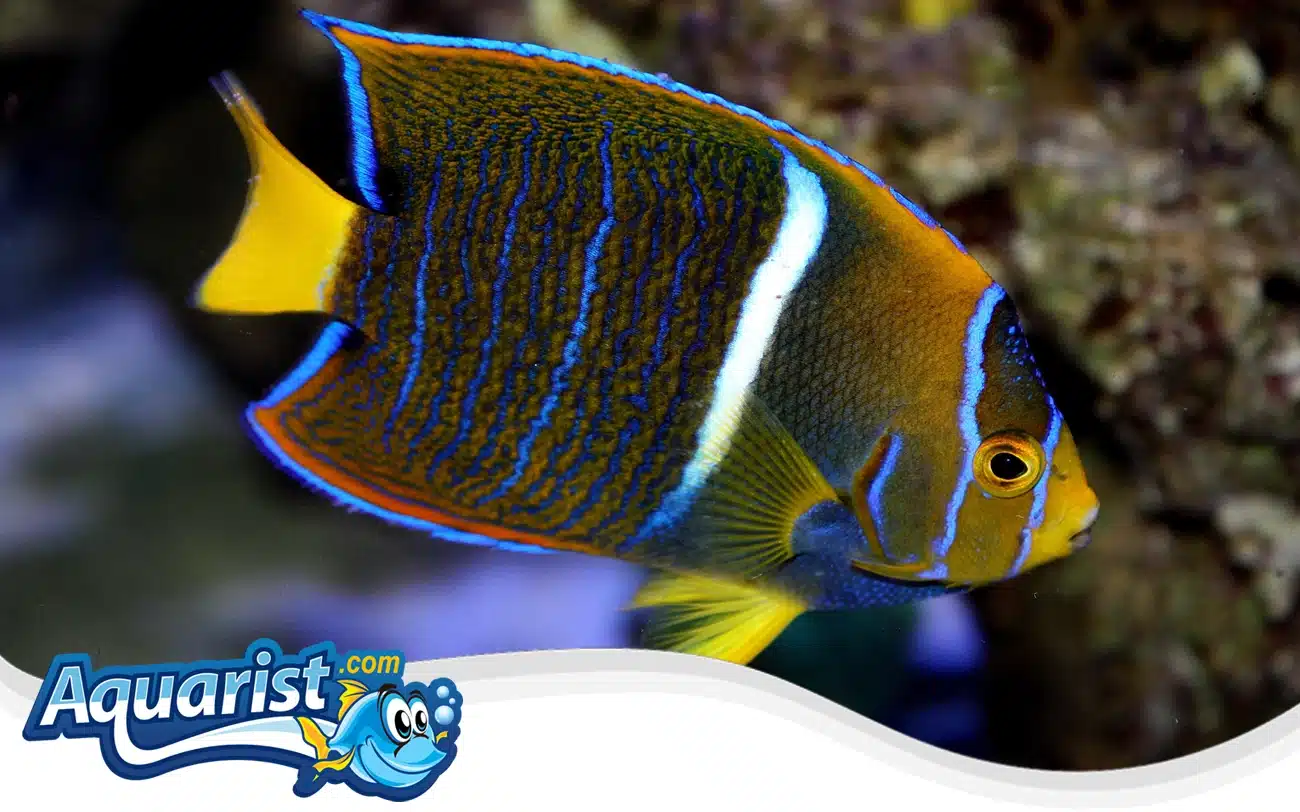 King Angelfish King Angelfish