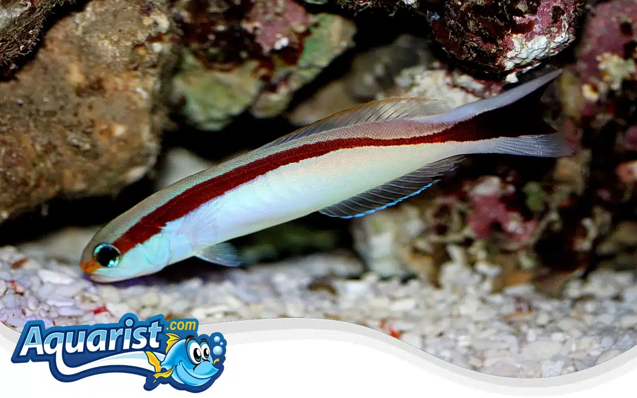 Marcos' Wrasse