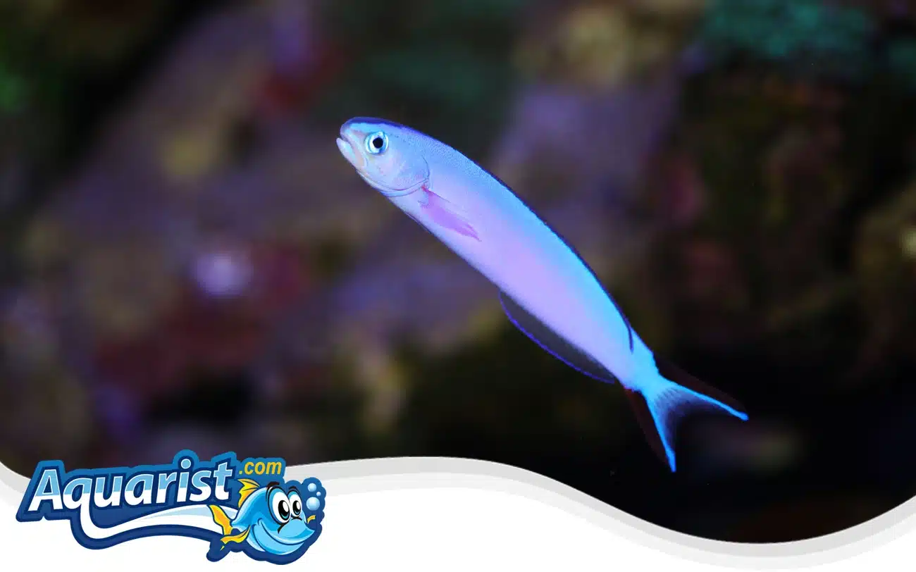 Purple Tilefish Purple Tilefish