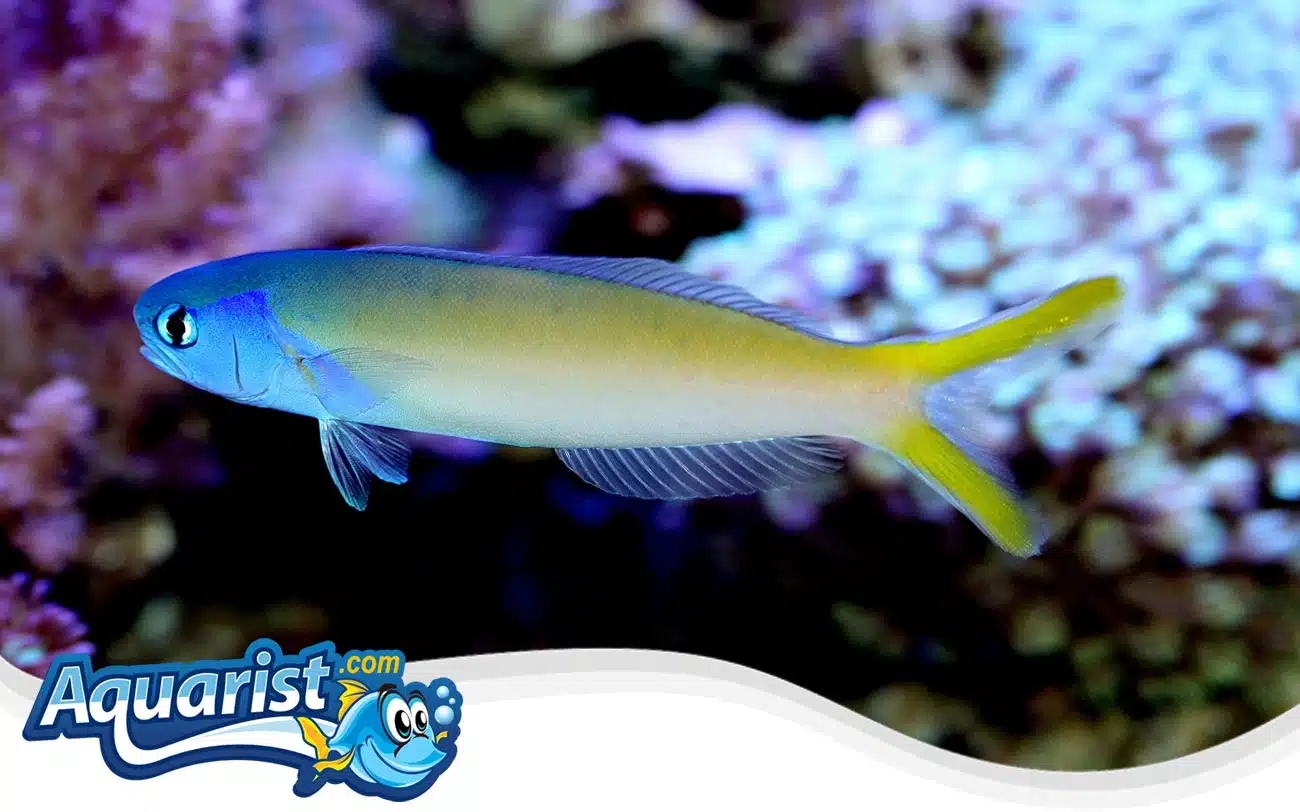 Stark’s Tilefish Stark’s Tilefish