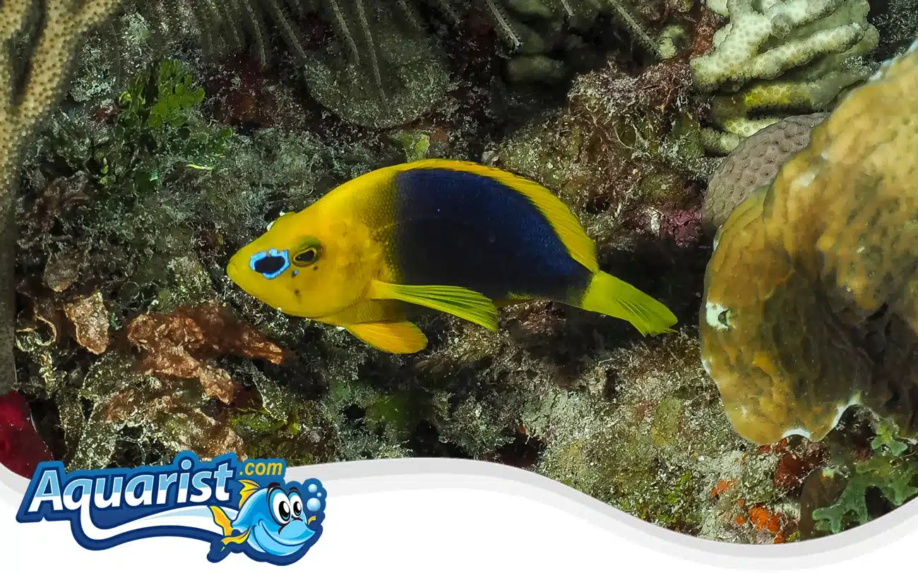 Saddled Basslet Saddled Basslet