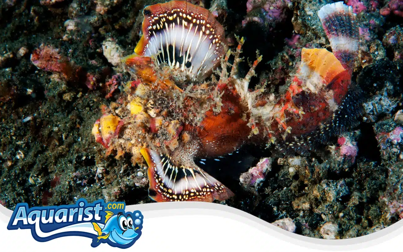 Devil Scorpionfish Devil Scorpionfish