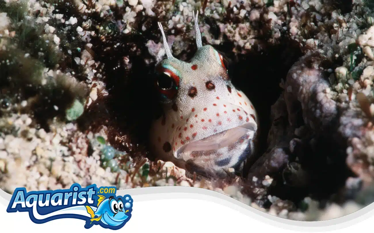 Goldspot Blenny Goldspot Blenny