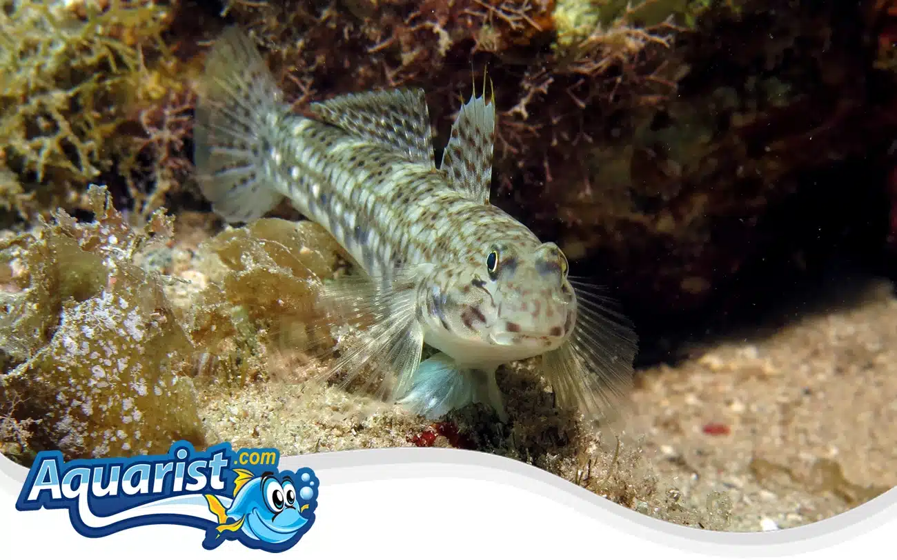 Decorated Goby Decorated Goby