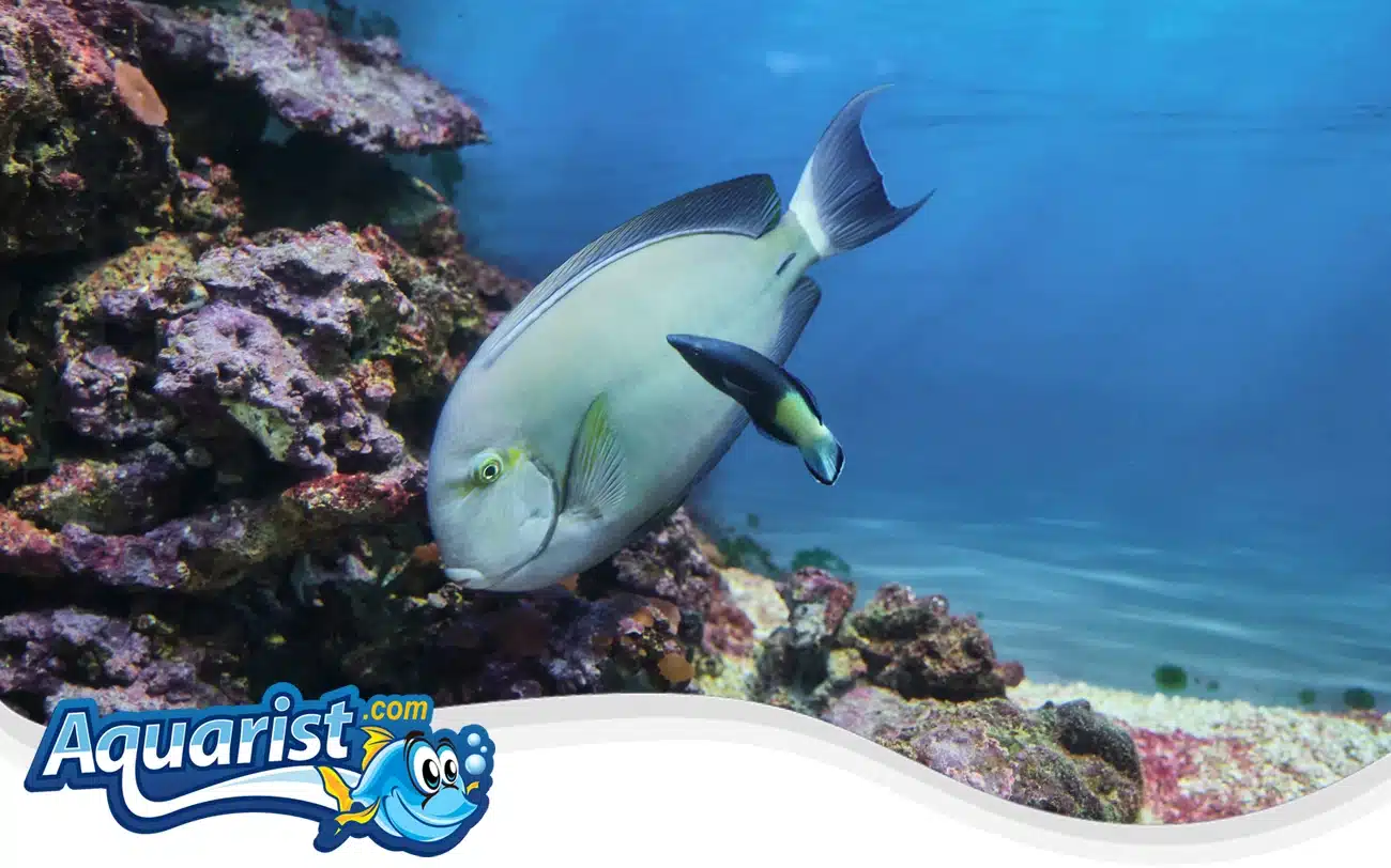 Bicolor Cleaner Wrasse Bicolor Cleaner Wrasse