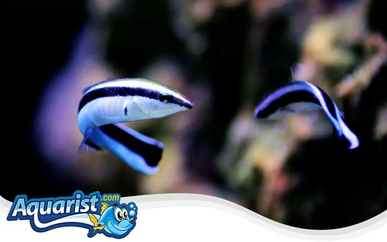 Cleaner Wrasse Cleaner Wrasse