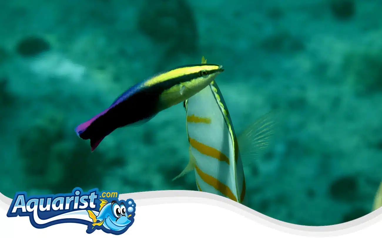 Hawaiian Cleaner Wrasse Hawaiian Cleaner Wrasse