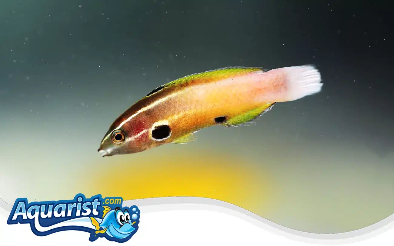 Allen’s Wrasse Allen's Wrasse