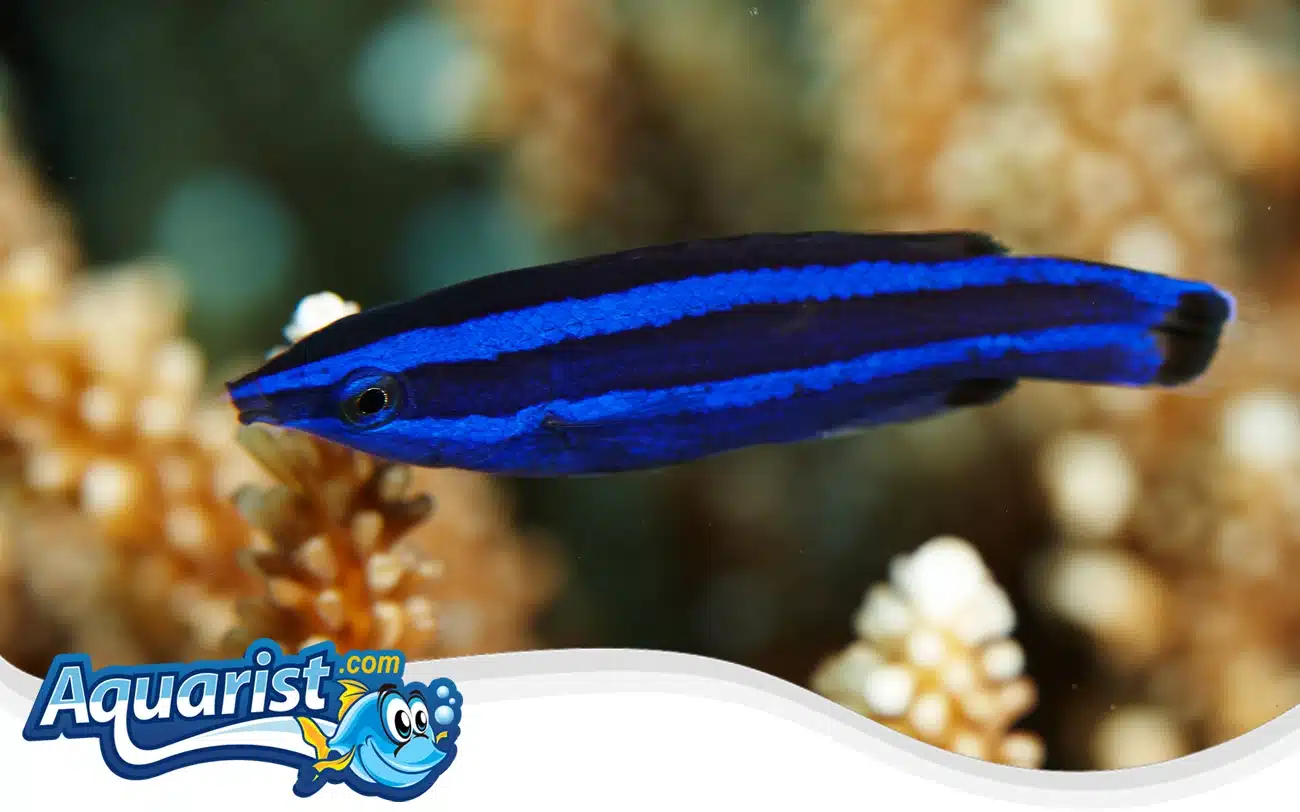 Fourline Wrasse Fourline Wrasse